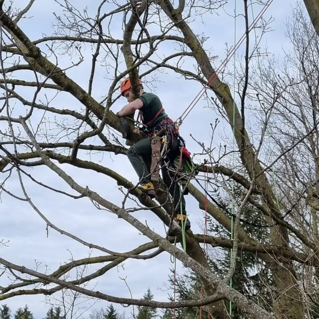 Baumpfleger mit Helm und Seilsicherung bei Arbeiten in einer Baumkrone