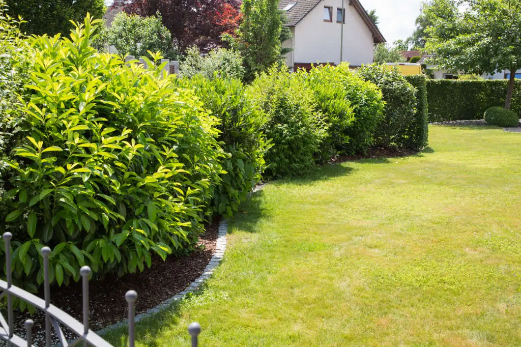 Gepflegte Rasenfläche mit Sträuchern und Hecken im Garten